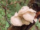 Pleurotus pulmonarius, poletni ostrigar