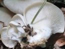 Pleurotus pulmonarius, poletni ostrigar