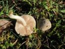 Pluteus inquilinus, belkasta ščitovka