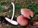 Pluteus phlebophorus, žilnata ščitovka