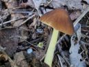 Pluteus romellii, Romellova ščitovka