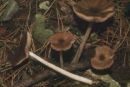 Pluteus roseipes, rožnobetna ščitovka