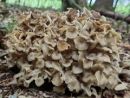 Polyporus umbellatus, razvejani luknjičar