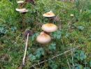 Protostropharia luteonitens, ostrogrbi strniščnik
