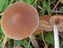 Psathyrella clivensis, belobetna črnivka