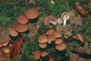 Psathyrella laevissima, gladkoroba črnivka