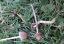 Psathyrella longipes, dolgobetna črnivka