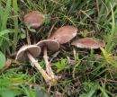 Psathyrella maculata, pegasta črnivka