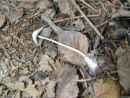 Psathyrella potteri, belkasta črnivka