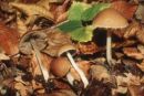 Psathyrella subcernua, zaobljena črnivka