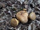 Pseudoboletus parasiticus, zajedalski pagoban