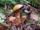 Pseudoboletus parasiticus, zajedalski pagoban