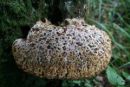Pseudoinonotus dryadeus, roseči luknjevec