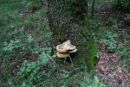 Pseudoinonotus dryadeus, roseči luknjevec