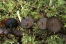 Pseudoplectania melaena, temneča polpletenka