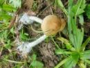 Psilocybe azurescens, (azurna gologlavka)