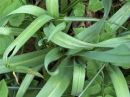 Puccinia porri, porova rjavinka