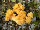 Ramaria aurea, zlata griva