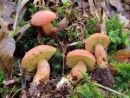 Rheubarbariboletus armeniacus, marelični škrlatnik