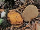 Rhizopogon luteolus, rumeneča koreninka