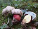 Rubroboletus rhodoxanthus, rdečerumeni rubinovec