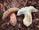 Rubroboletus satanas, vražji rubinovec
