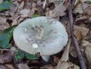Russula aeruginea, zelena golobica