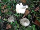 Russula aeruginea, zelena golobica
