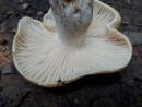 Russula camarophylla, klena golobica