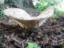 Russula delica, modrolistna golobica