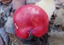 Russula emeticicolor, krvena golobica