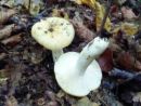 Russula farinipes, prožna golobica