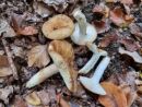Russula grata, mandljasta golobica