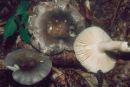 Russula grisea, sivkasta golobica