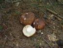 Russula mustelina, lešnikova golobica