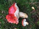 Russula nobilis, baržunasta golobica