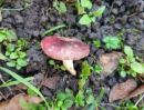 Russula odorata, vonljiva golobica