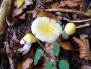 Russula solaris, sončna golobica