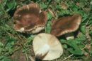 Russula sororia, sestrska golobica