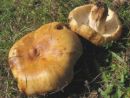 Russula subfoetens, smrdikasta golobica