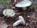 Russula virescens, zelenkasta golobica