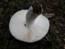 Russula virescens, zelenkasta golobica