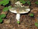 Russula virescens, zelenkasta golobica