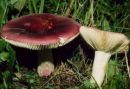 Russula xerampelina, slanikova golobica