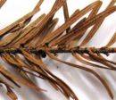 Rutstroemia elatina, jelkina plitvíca