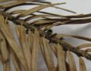 Rutstroemia elatina, jelkina plitvíca
