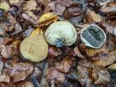 Scleroderma citrinum, navadna trdokožnica