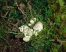 Sebacina incrustans, lojasta štrlinka