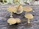 Simocybe sumptuosa, razkošni spodvihanec