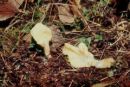 Spathularia flavida, žolta lopatica